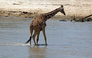 Reticulated Giraffe Crossing a River 